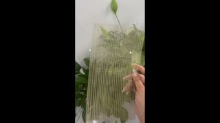 Ảnh chụp tại chỗ của kính trong suốt với lưới trang trí kim loại nhúng